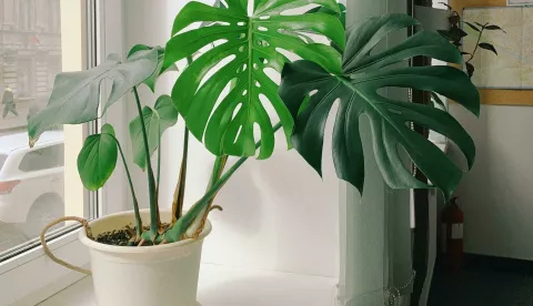 biljka monstera