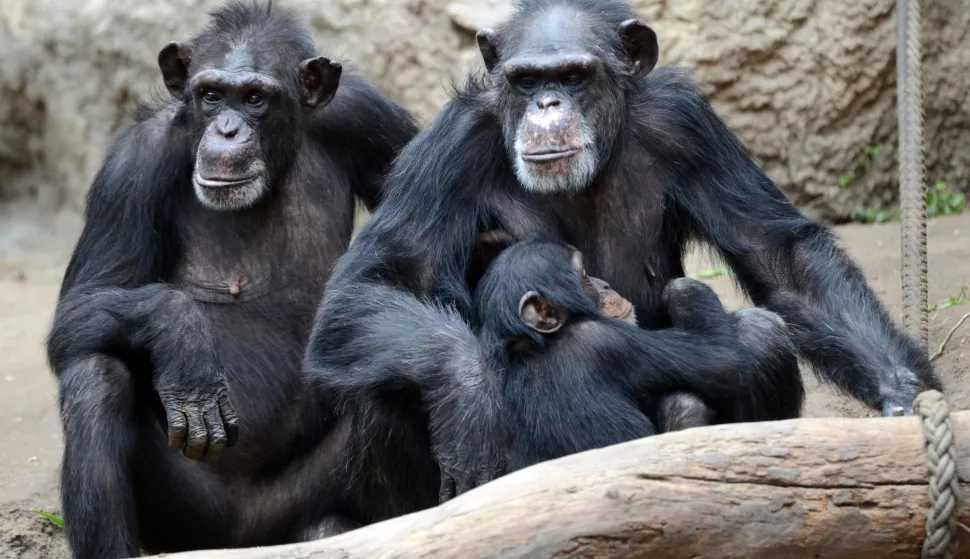 A chimpanzee mother holds her baby in her arms at the press conference in Pongoland of the zoo in Leipzig, Germany, 07 May 2013. For years, the Leipzig Zoo has been a member of the Wild Chimpanzee Foundation (WCF) to support the protection of West African chimpanzees. Photo: Hendrik Schmidt/DPA/PIXSELL