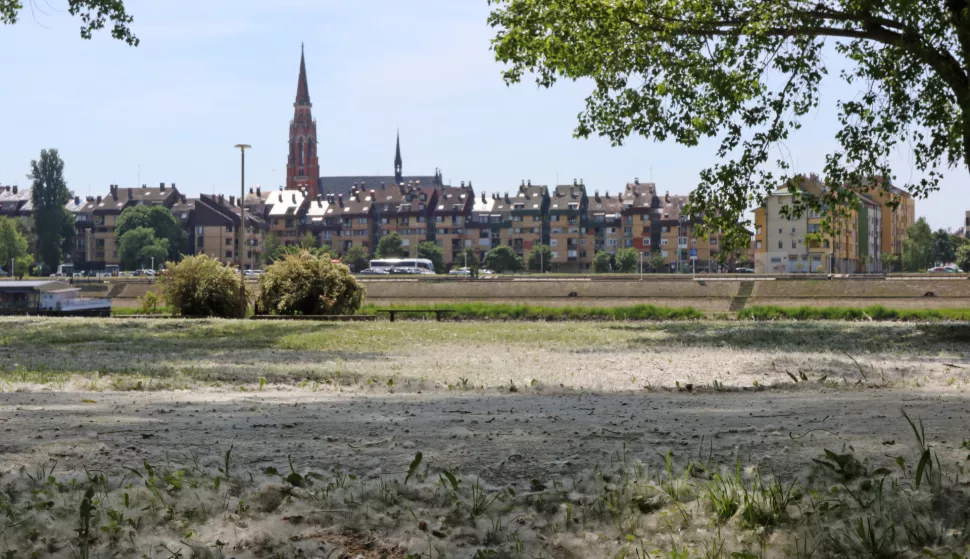 Osijek, 03. 05. 2025, Lijeva obala, staza za brzo hodanje i trčanje. Snijeg u maju... Topola je u punom cvatu, alergije, ilustracija, slobodnjak.snimio GOJKO MITIĆ