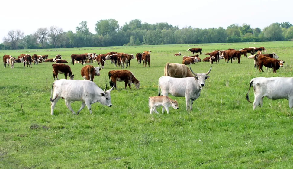Centra održive poljoprivredne proizvodnje, goveda podolci, Kopački rit, snimio Ivica Getto