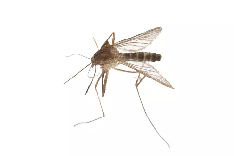 Osijek, 22. 08. 2023., komarac, komarci, kukciSNIMIO BRUNO JOBST