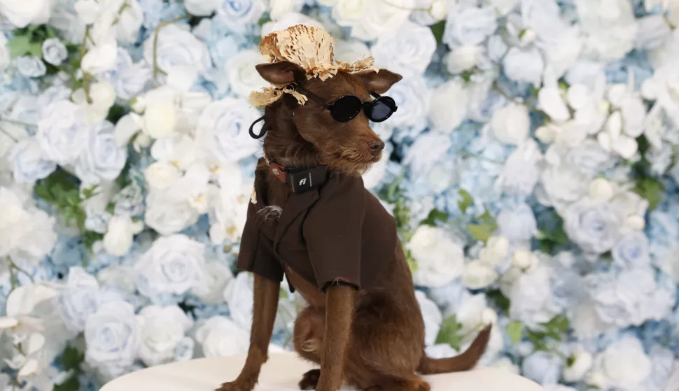 Bastian, a Ratt Terrier mutt dresses as Bad Bunny, is photographed at the "The Pet Gala" at GH on the Park in New York City on Monday, May 19, 2025. The Pet Gala by Anthony Rubio designs recreates outfits from the Met Gala for pets. Photo by John Angelillo/UPI Photo via Newscom Photo: John Angelillo/NEWSCOM
