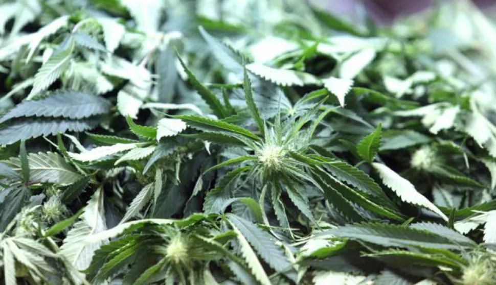 Zagreb, 04.03.2015 - Na interdisciplinarnarnoj tribini "Medicinski, socijalni i etički aspekti uporabe konoplje" u utorak se na zagrebačkom Filozofskom fakultetu vodila rasprava o pozitivnim i negativnim svojstvima kanabisa i pitanju kako regulirati uzgoj te biljke u Hrvatskoj, dopustiti uzgoj licenciranim pojedincima, ili pak institucijama poput Agronomskog fakulteta. Arhivska fotografija od 10.12.2014. godine prikazuje zaplijenjenu marihuanu tijekom tiskovne konferencije u prostorijama Policijske uprave zagrebačke.Foto Hina/ Dario GRZELJ/ ds