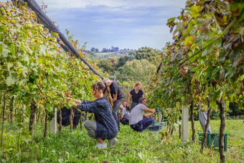 Akcija najiznajmljivac - Berba