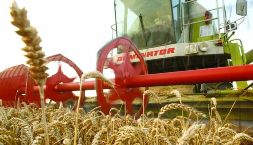 zetva psenica seljaci kombajn------2 st color ekonomija