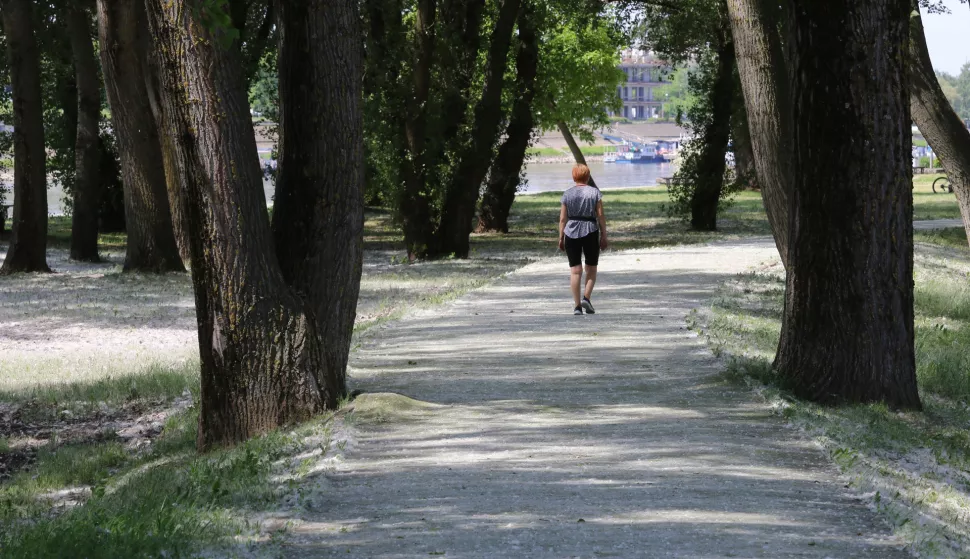 Osijek, 03. 05. 2025, Lijeva obala, staza za brzo hodanje i trčanje. Snijeg u maju... Topola je u punom cvatu, alergije, ilustracija, slobodnjak.snimio GOJKO MITIĆ