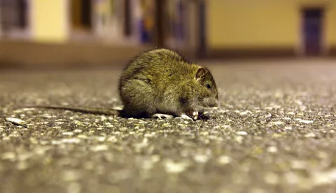 24.02.2010.,Rijeka - Ozlijedjeni stakor u Kruzoj ulici ispred ulaza u klub Palach.r"nPhoto: Nel Pavletic/PIXSELL