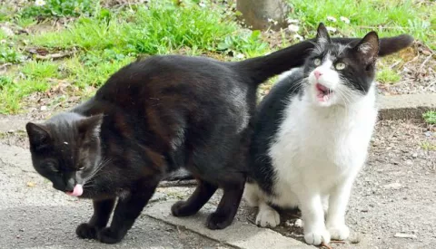 02.04.2015., Slavonski Brod - Macke uzivaju na proljetnom suncu. Photo: Ivica Galovic/ PIXSELL------x2