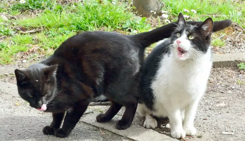 02.04.2015., Slavonski Brod - Macke uzivaju na proljetnom suncu. Photo: Ivica Galovic/ PIXSELL------x2