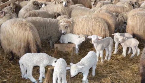 janjenje ovce ovca stocarstvo stoka janje poljoprivreda ovcarstvo