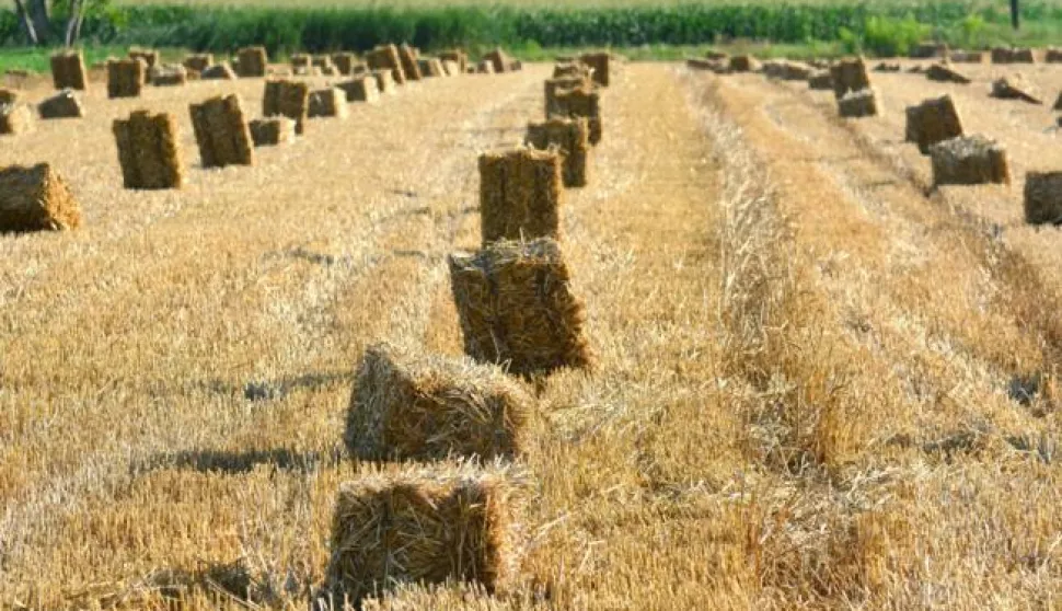 05.07.2016., Oprisavci - Na slavonskim poljima u tijeku je zetva psenice. Photo: Ivica Galovic/ PIXSELL------4 stupca colornovosti