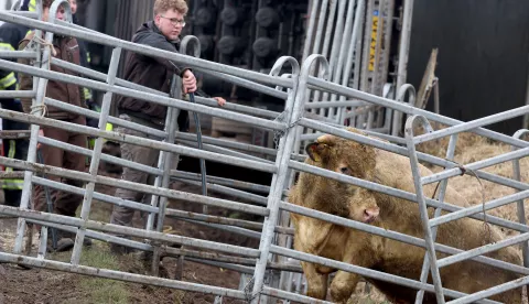 05 February 2025, Mecklenburg-Western Pomerania, Gro? Toitin: A livestock truck carrying cattle left the road on the B110 near Jarmen and overturned. The cattle on the truck, which survived the accident, were then rescued in a complex operation and loaded onto another livestock truck. Photo: Bernd W?stneck/dpa Photo: Bernd W?stneck/DPA