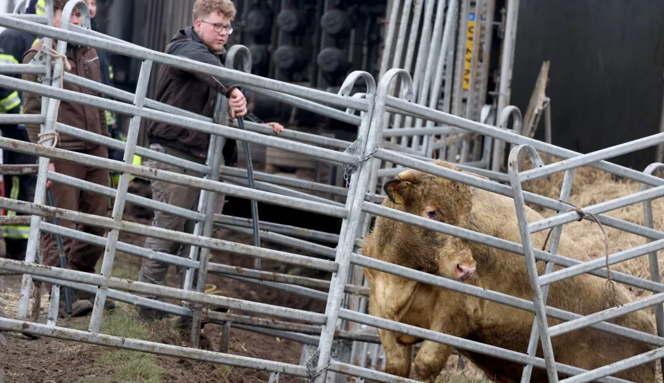 05 February 2025, Mecklenburg-Western Pomerania, Gro? Toitin: A livestock truck carrying cattle left the road on the B110 near Jarmen and overturned. The cattle on the truck, which survived the accident, were then rescued in a complex operation and loaded onto another livestock truck. Photo: Bernd W?stneck/dpa Photo: Bernd W?stneck/DPA