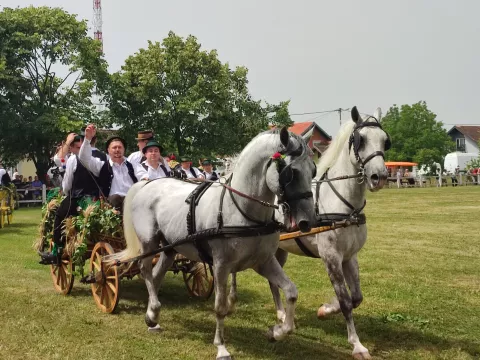 Konji bijelci u Babinoj Gredifoto: Marija Le&scaron;ić Omerović