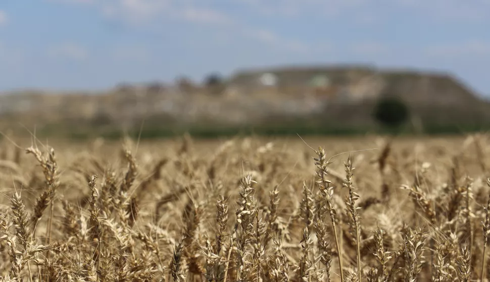 OSIJEK, 06. 07. 2020, SLAVONIJA, PŠENICA, POLJE, ŽITARICE, ILUSTRACIJA. KORONA VIRUS, COVID-19.snimio GOJKO MITIĆ