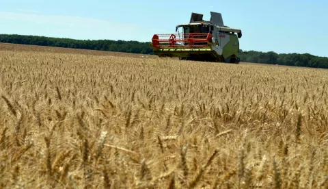 Žetva, polje Ivica Getto