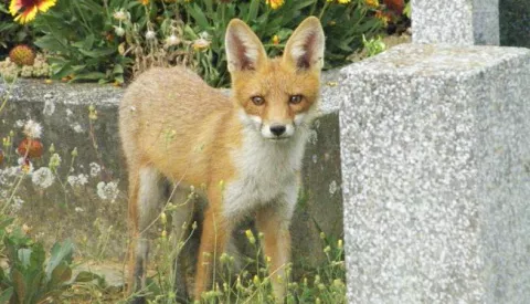 Kreće vakcinacija lisica. Zato smo zemlja bez bjesnoće