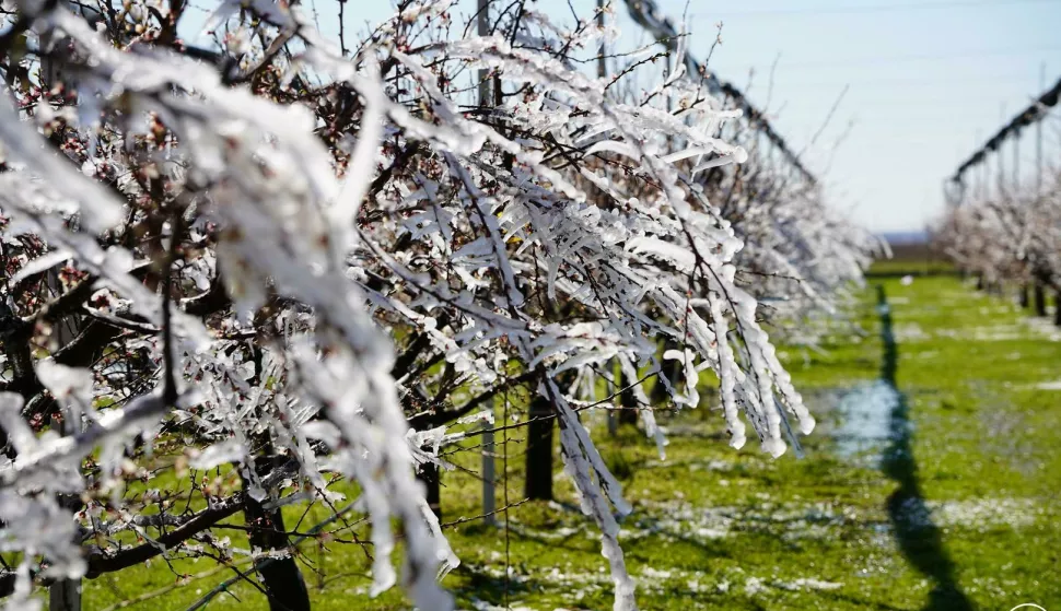 VINKOVCIU Poljoprivredno-šumarskoj Vinkovci – Regionalnom centru kompetentnosti za poljoprivredu, u svojem školskom, oglednom voćnjaku cvjet marelice od mraza zaštitili antifrost metodomožujak 2025.