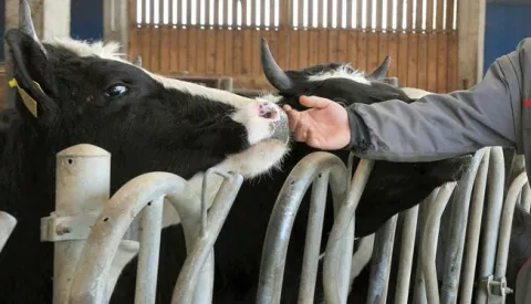 slavonija...nustar; ceric...31.03.2011.opg farma muznih krava ivana mihaljevica u bezizlaznom polozaju; ivan je 2008. dobio kredit za farmu, ali nije (tvrdi da je morao po zakonu) dobio drzavnu zemlju u zakup; ivan na farmi u cericu sa kravama ispred kojih se nalazi sve sto od hrane za njih jos ima, a vec sutra mlijeka nece biti zbog hrane koje nema, niti ju moze kupitifoto gordan panic