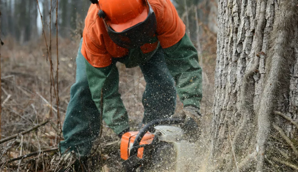 Spačva - Bo&scaron;njaci: 12.02.2013Hrast, &Scaron;uma, Spačva, Ru&scaron;enje drvetaSnimio: Josip &Scaron;eri