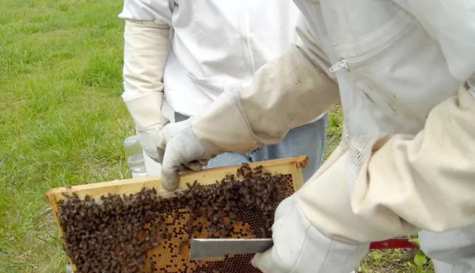 pčelari pčele konice proizvodnja meda------4 st color ekonomija