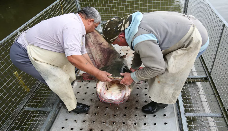 snimio Davor KIBEL,Osijek, 11.05.2016. Ušće Dunava i Drave, ulovljen som 2,5 metra i preko 100 kilograma, rijeka Drava, vikend naselje Ušće, đunka na vodi sa kavezom za ribu