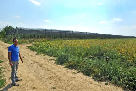 slavonija...jarmina...04.09.2015.miroslav kolic - mladi poljoprivrednik iz jarmine na 34 ha proizvodi iskljucivo konzumnu jabuku; trktor i mreza za zastitu od tuce (vrijednost - 1,5 milion kn) financirani 55% iz ipard sredstava eufoto gordan panic