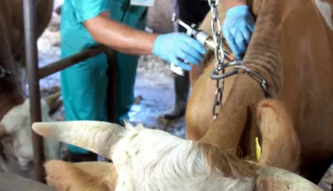 ?VETERINAR VINKO BENIĆ CIJEPLJENJE GOVEDA KARANAC BARANJA KOLOVOZ 2016.------3 st color ekonomija