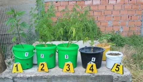 Baranjcu oduzeto šest stabljika marihuane, marihuana, stabljike, ilustracija