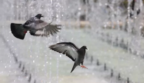 epa12196444 Pigeons cool off in fountains during a hot summer day in Sofia, Bulgaria, 25 June 2025. According to weather forecasts, the next days are expected to bring temperatures at over 40 degrees Celsius in Bulgaria. EPA/VASSIL DONEV