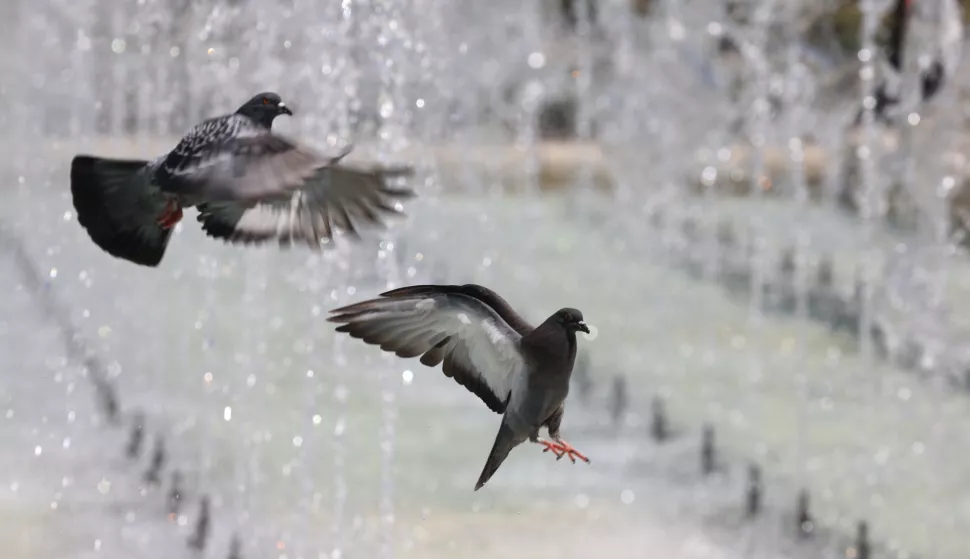 epa12196444 Pigeons cool off in fountains during a hot summer day in Sofia, Bulgaria, 25 June 2025. According to weather forecasts, the next days are expected to bring temperatures at over 40 degrees Celsius in Bulgaria. EPA/VASSIL DONEV