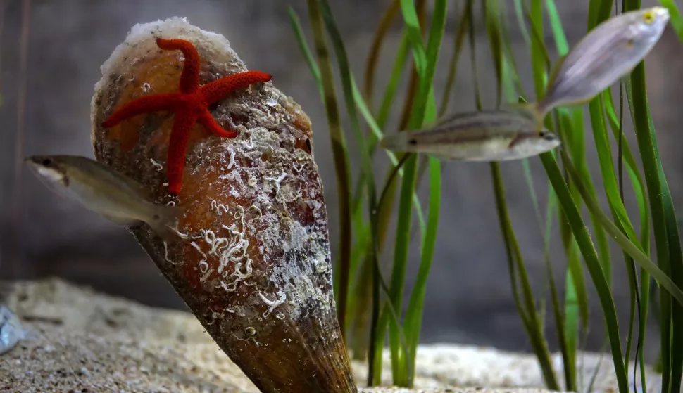 19.05.2021., Pula - Aquarium Pula. Akvarij s periskama.rPhoto: Srecko Niketic/PIXSELL