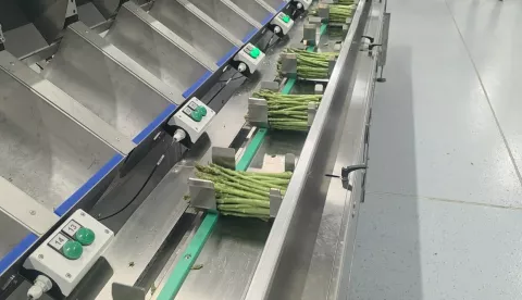 Šparoga na linijiustupljeno