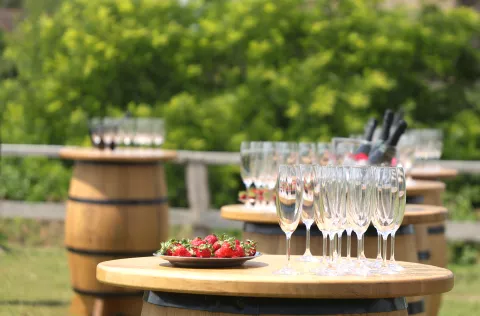 Višnjevac, 20. 05. 2025., Osijek - Erdut - Osijek, Slow Wine Train, vinska tura, TZ OBŽSNIMIO BRUNO JOBST