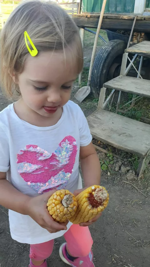 Konjički klub Ernestinovo