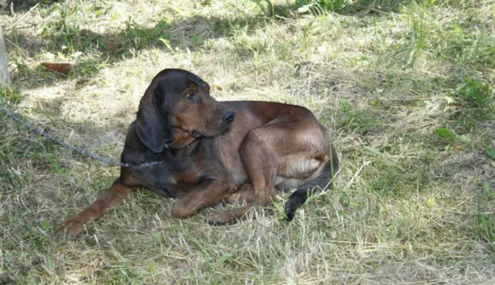 Lovački psi brak jazavčar lov------crna3 st color