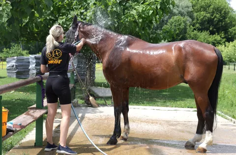 Cijele dane brinu se o konjima, ali to im je - plemenit poziv