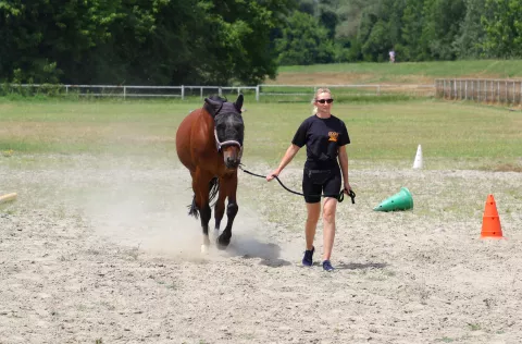 Cijele dane brinu se o konjima, ali to im je - plemenit poziv