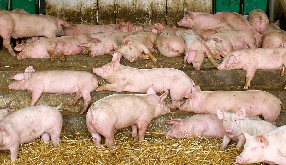 snimio DAVOR KIBEL,OSIJEK, 17.09.2009. SVETI ?URA?, OBITELJ SENKI?, OBITELJSKO GOSPODARSTVO, SELJACI, SVINJE, PRASCI