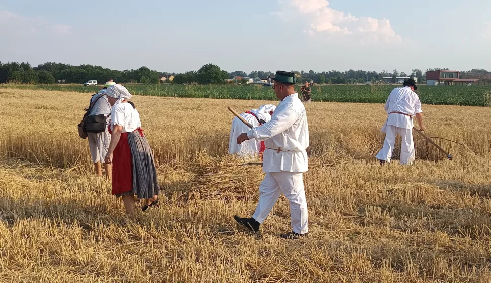 Starinska žetva i vršidba u Županjisnimila Marija Lešić Omerović
