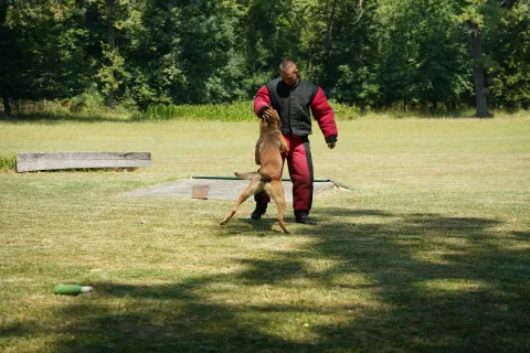 VINKOVCIU lovištu Stari Kunjevci, nadomak Vinkovaca, održana je smotra i uzgojni pregled službenih i sportskih pasmina pasa u organizaciji Kinološkog društva Vinkovci,