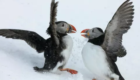Picture Shows: Atlantic puffins (Fratercula arctica) battle for access to nesting burrows on Hornoya Island, Arctic Norway.divljina skandinavije