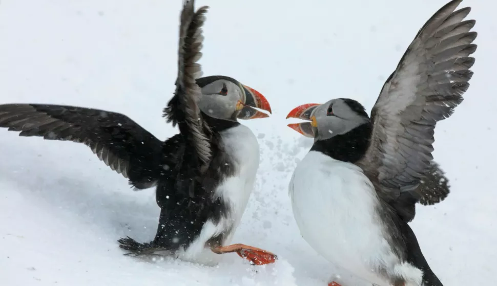 Picture Shows: Atlantic puffins (Fratercula arctica) battle for access to nesting burrows on Hornoya Island, Arctic Norway.divljina skandinavije