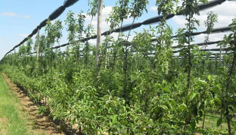 voćnjak poljoprivreda voćarstvo svibanj suvremeni nasad voća