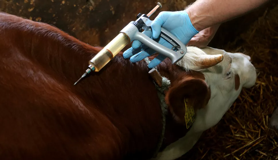 08.08.2016., Karanac - Farma goveda Karanac, pocetak cijepljenja goveda protiv bolesti kvrgave koze.rPhoto: Marko Mrkonjic/PIXSELL 