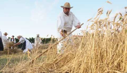 Petrijevci, prizor s Petrijevačkih žetvenih svečanosti 2020. srpanj 2020.