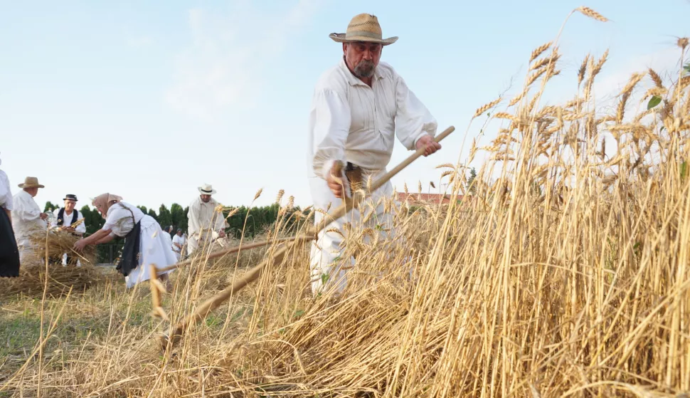 Petrijevci, prizor s Petrijevačkih žetvenih svečanosti 2020. srpanj 2020.