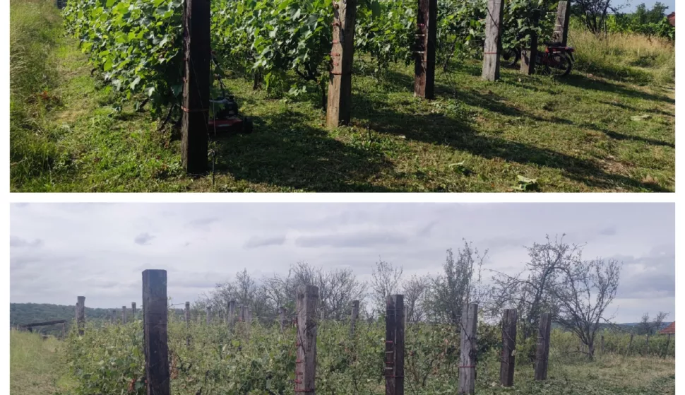 Prvo suša pa tuča - dotukla vrtove, voćnjake, vinograde