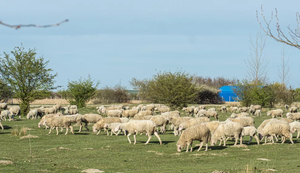 BIZOVAC-25.08.2022., stočarstvo, grana poljoprivrede, ovčarstvo, ovce, ovce na pa&scaron;njacima, slobodnjak, ilustracija.Foto: Andrea Ilakovac