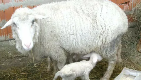 ovca, ovce, janje, sisanje, D.Kutro------2 color